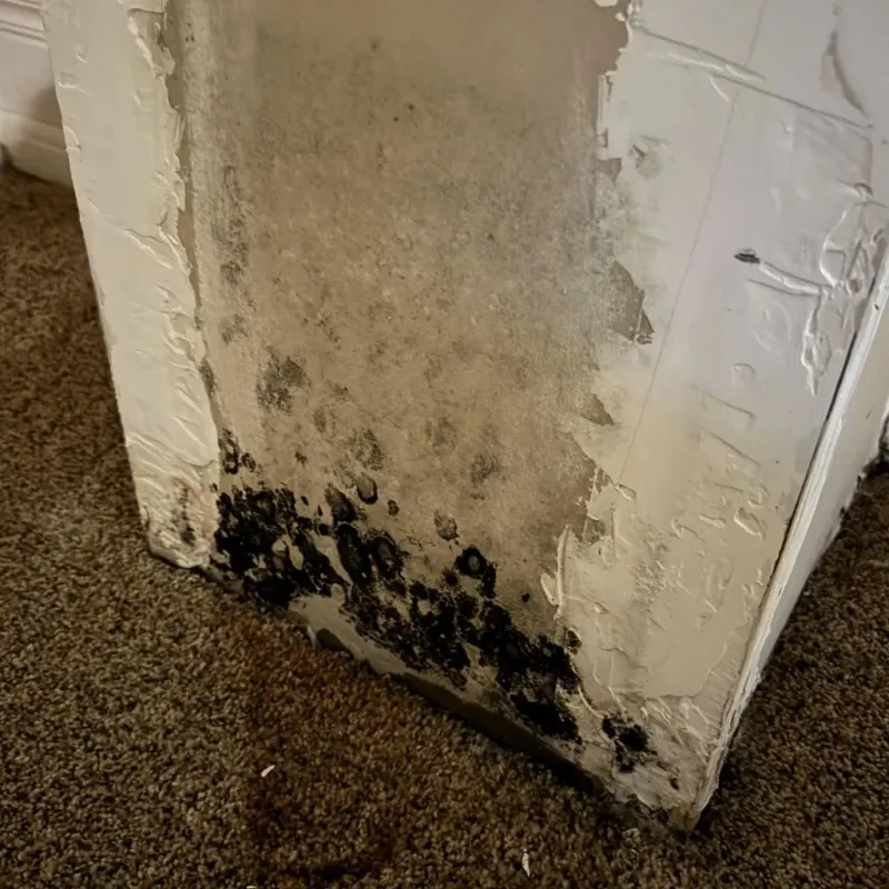 Professional Mold Removal in Perry, UT